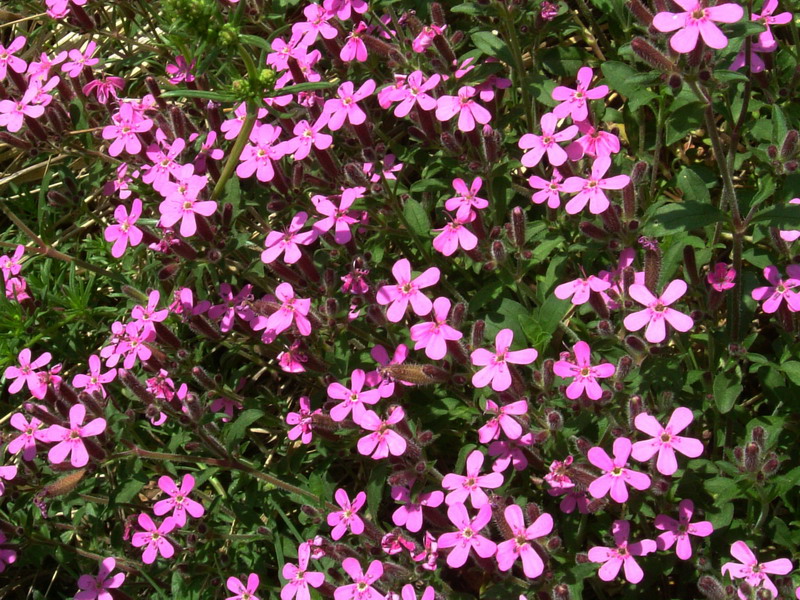 Saponaria ocymoides / Saponaria rossa